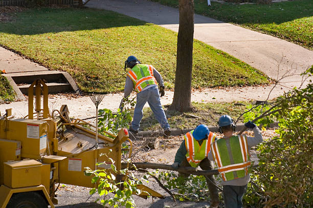 Best Tree Trimming Near Me  in Paw Paw Lake, MI